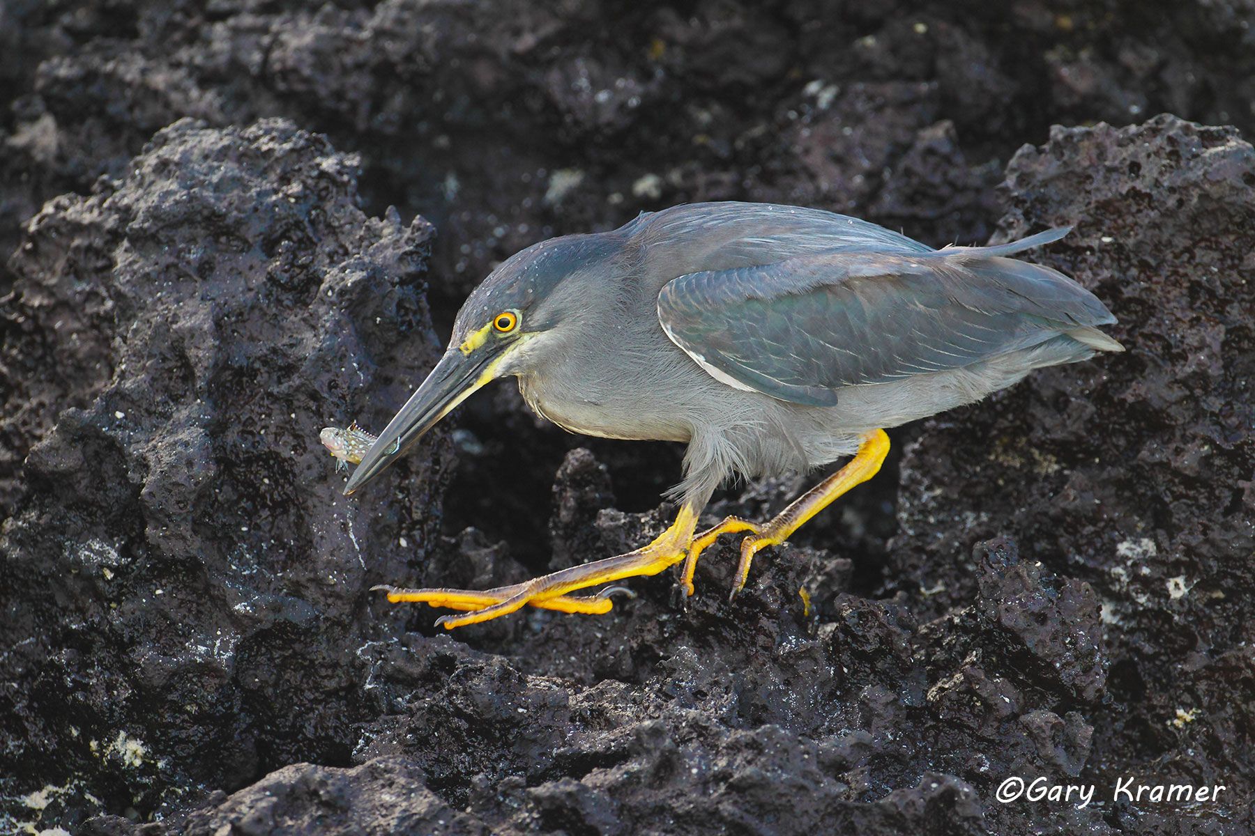 Lava Heron (Burotoides sundevalli) - SBHl#087d.jpg