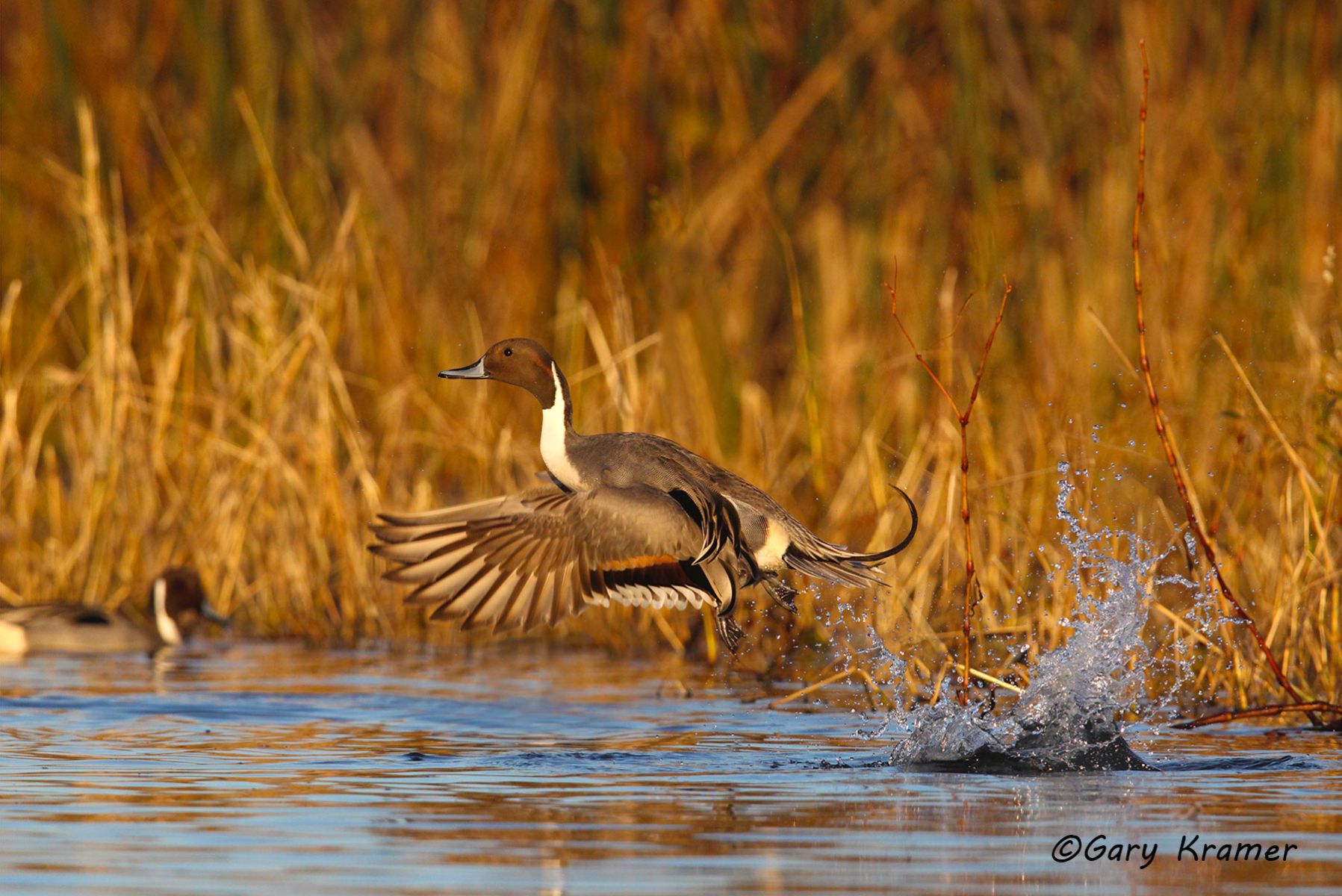 Northern Pintail (Anas acuta)  - NBWP#4531d