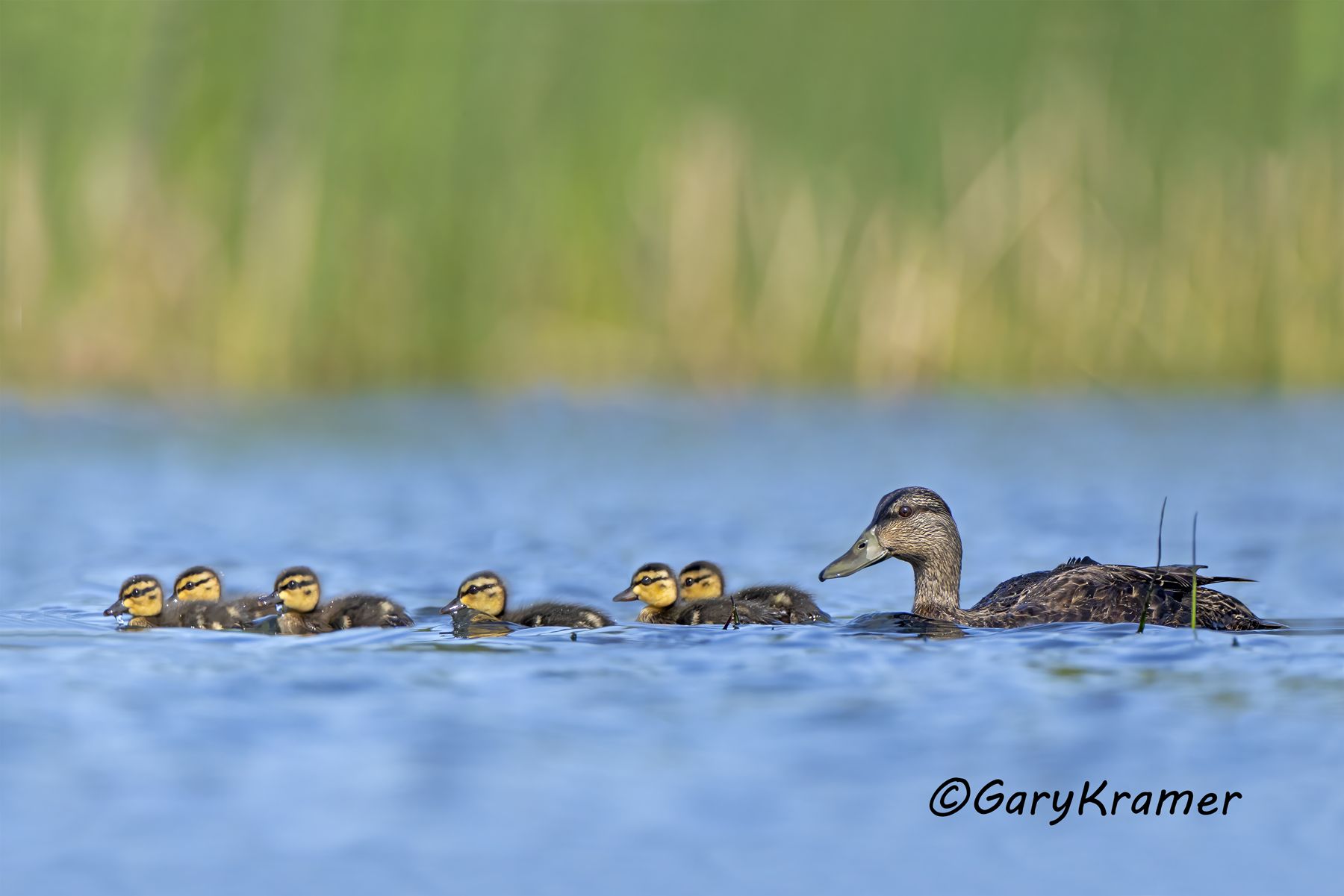 American Black Duck (Anas rubripes) American Black Duck (Anas rubripes) - NBWBd#1554d(2)