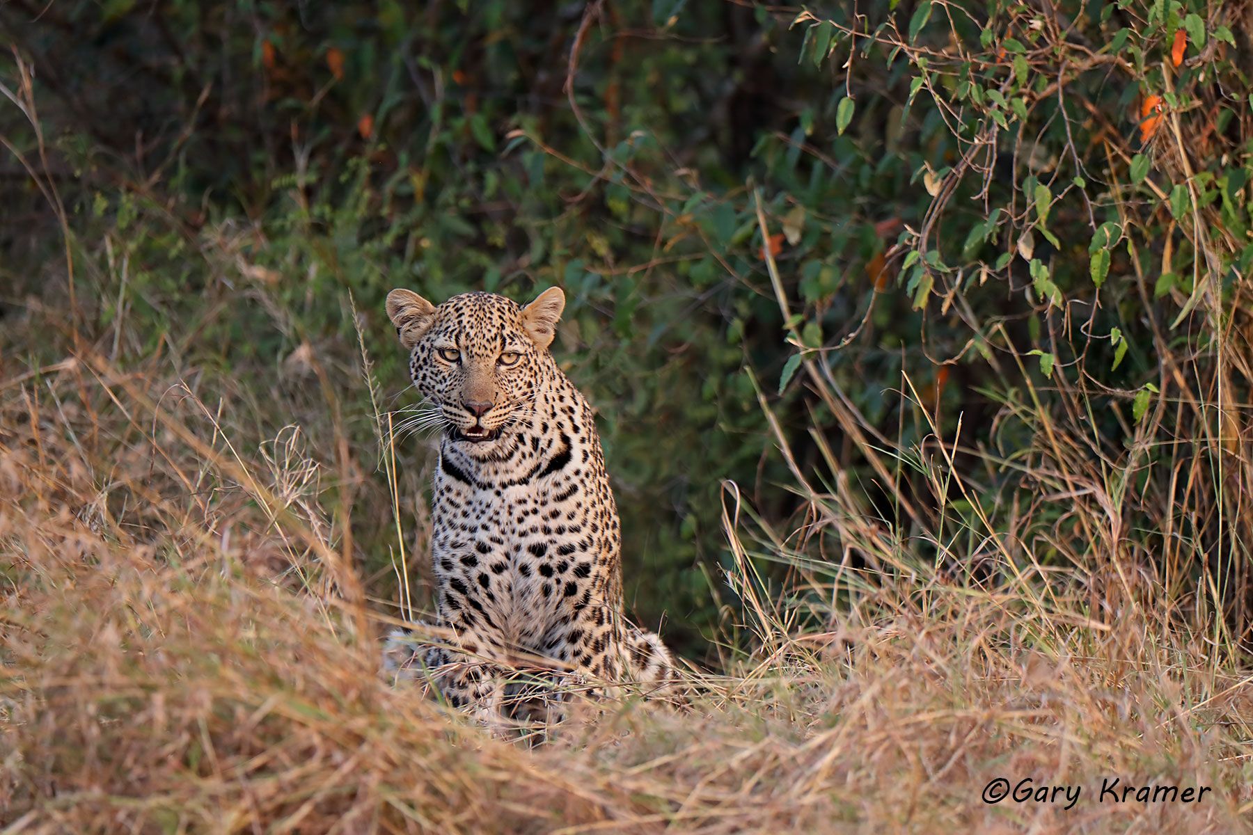 Leopard (Panthera pardus) Leopard (Panthera pardus) - AMPL#844d