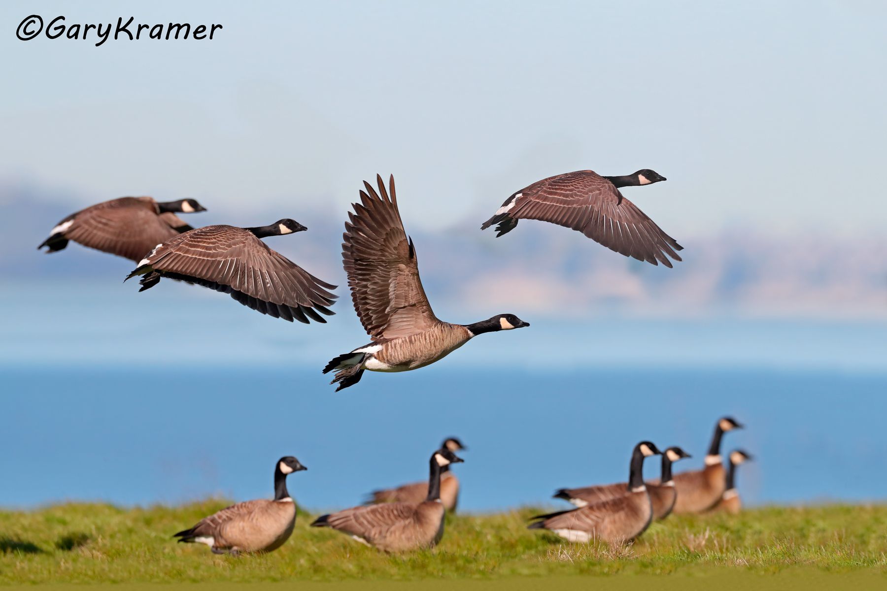 Cackling Goose (Aleutian) (Anser hutchinsii leucopareia) Cackling Goose (Aleutian) (Anser hutchinsii leucopareia) - NBWCa#281d(2)