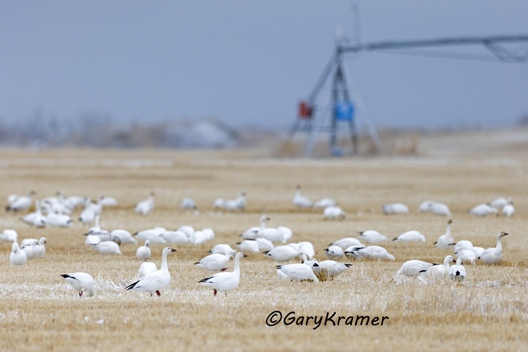 Lesser Snow Goose (Anser caerulescens) - NBWSg#3588d