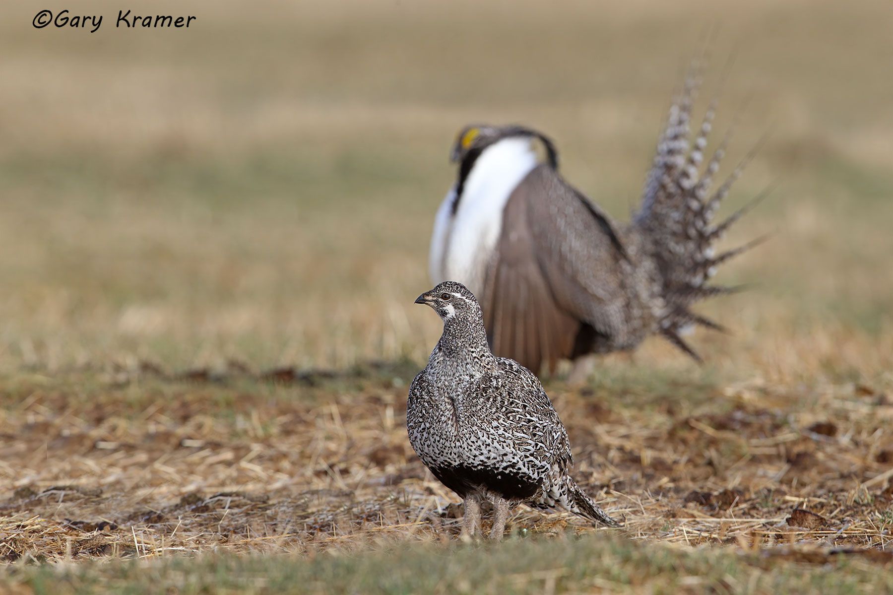 Gunnison Sage Grouse (Centrocerus minimus) Gunnison Sage Grouse (Centrocerus minimus) - NBGGa#807d