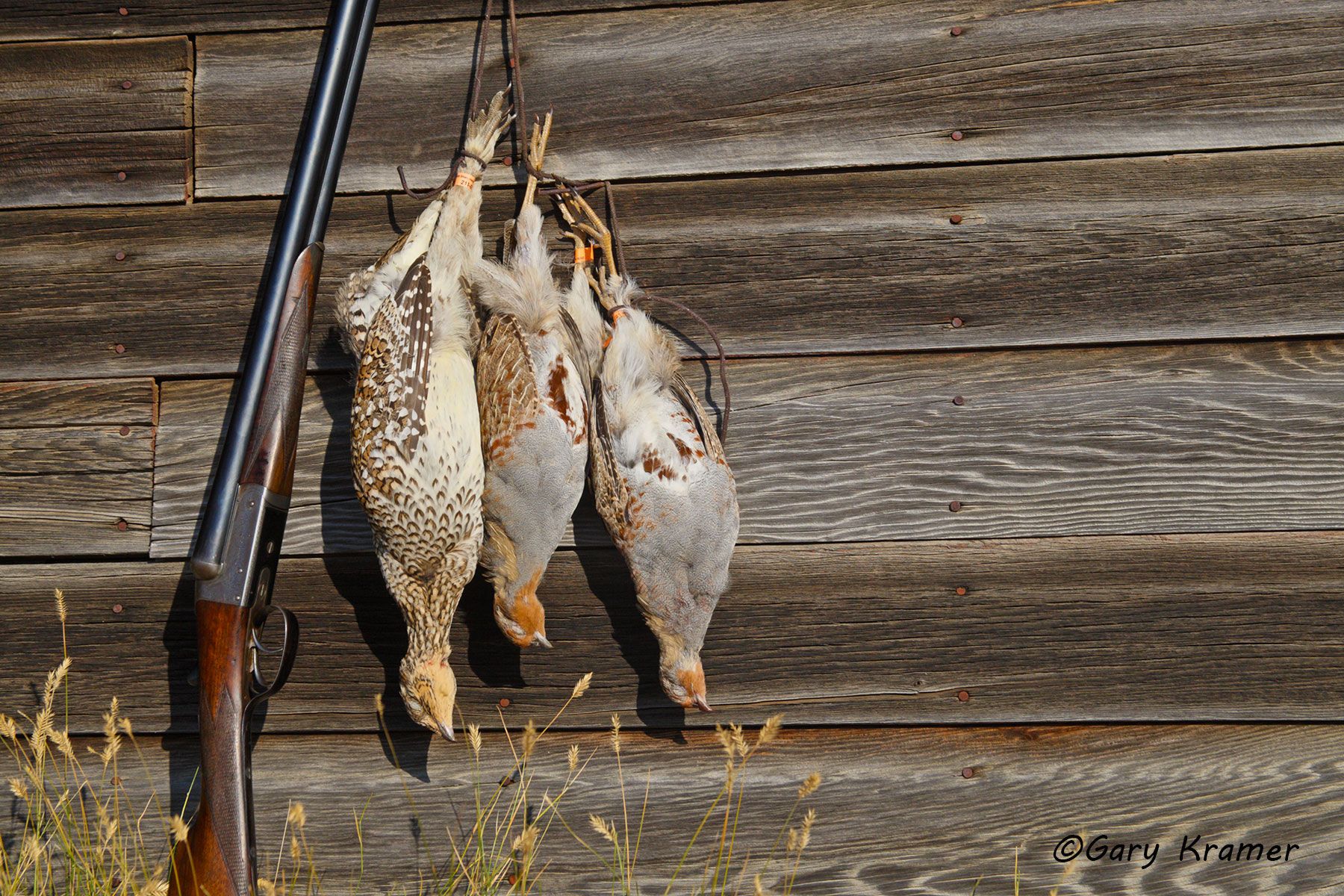 Sharptail Grouse/Gray Partridge in the bag Sharptail Grouse/Gray Partridge in the bag - NHSbg#025d