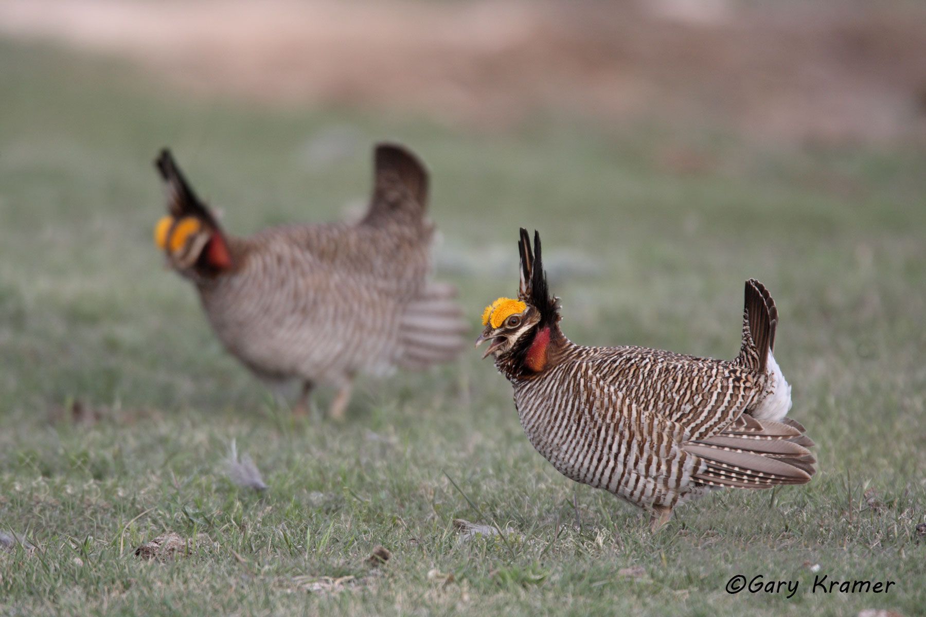 Lesser Prairie Chicken (Tympanchus pallidicinctus) - NBGCl#833d