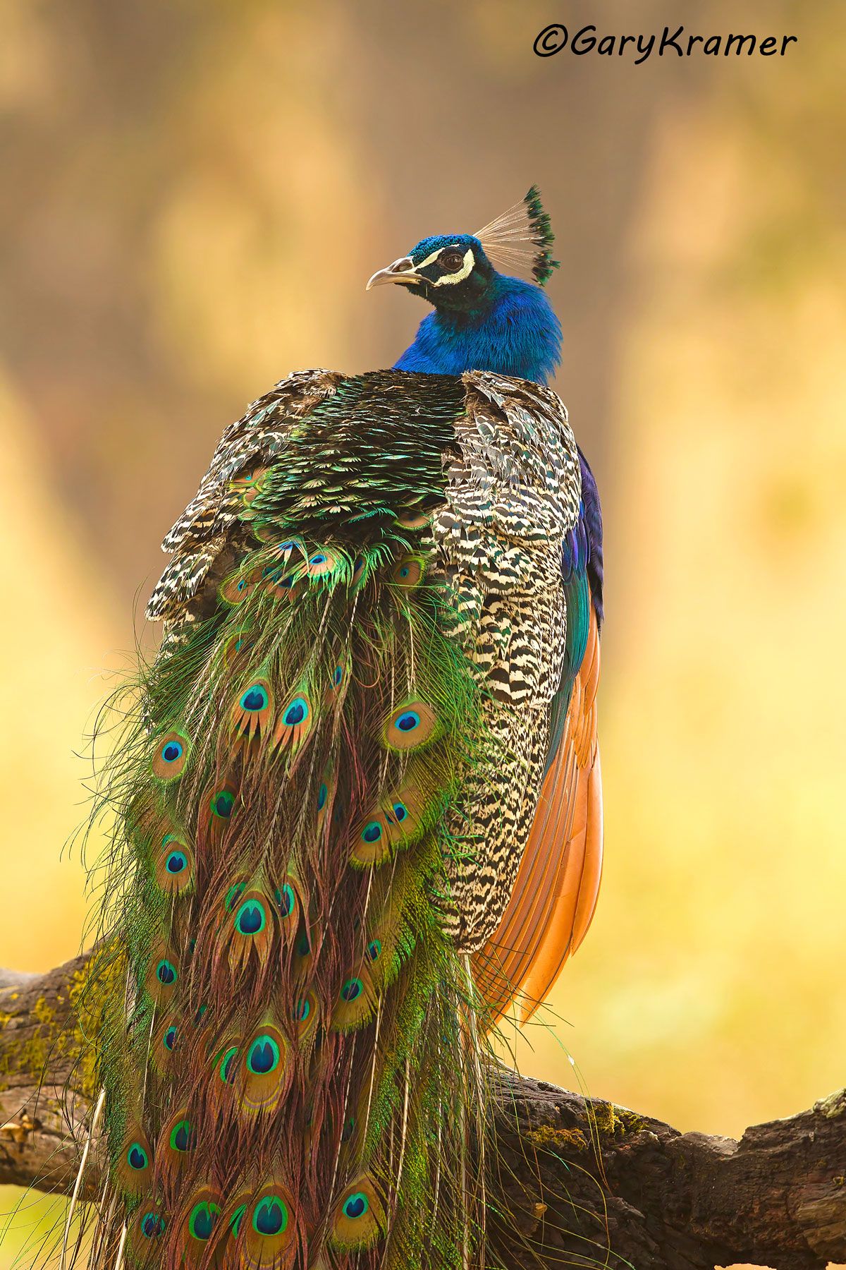 Indian (Common) Peafowl (Pavo cristatus) - AsBP#071d