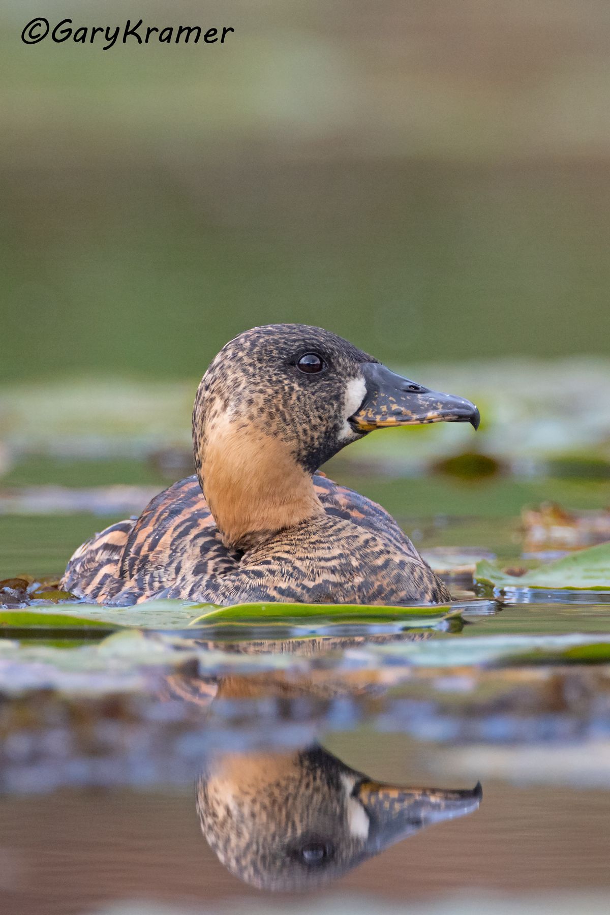 White-backed Duck (Thalossornis leuconotus)  White-backed Duck (Thalossornis leuconotus) - ABWW#365d(2) (Kenya)