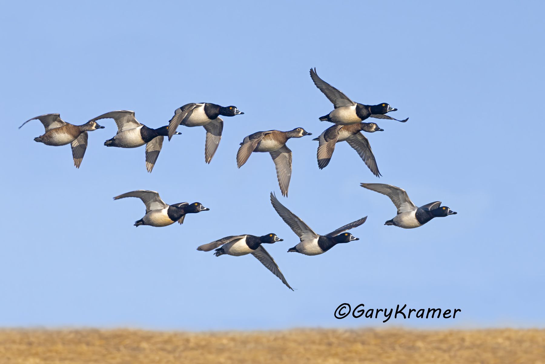 Ring-necked Duck (Aythya collaris) Ring-necked Duck (Aythya collaris) - NBWRn#1440d(3)