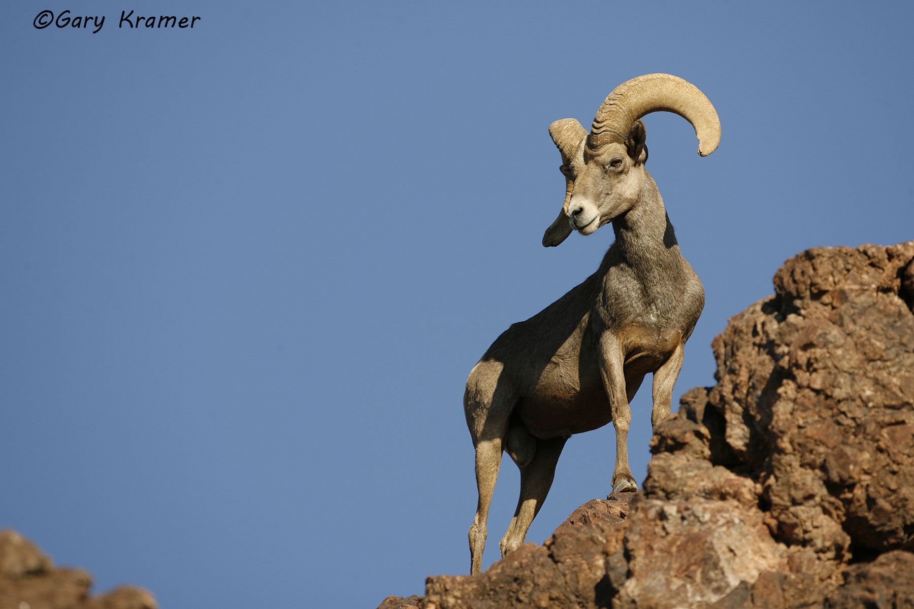 Desert Bighorn (Ovis canadensis nelsoni) by GaryKramer.net, 530-934-3873, gkramer@cwo.com Desert Bighorn (Ovis canadensis nelsoni) - NMSBd#719d