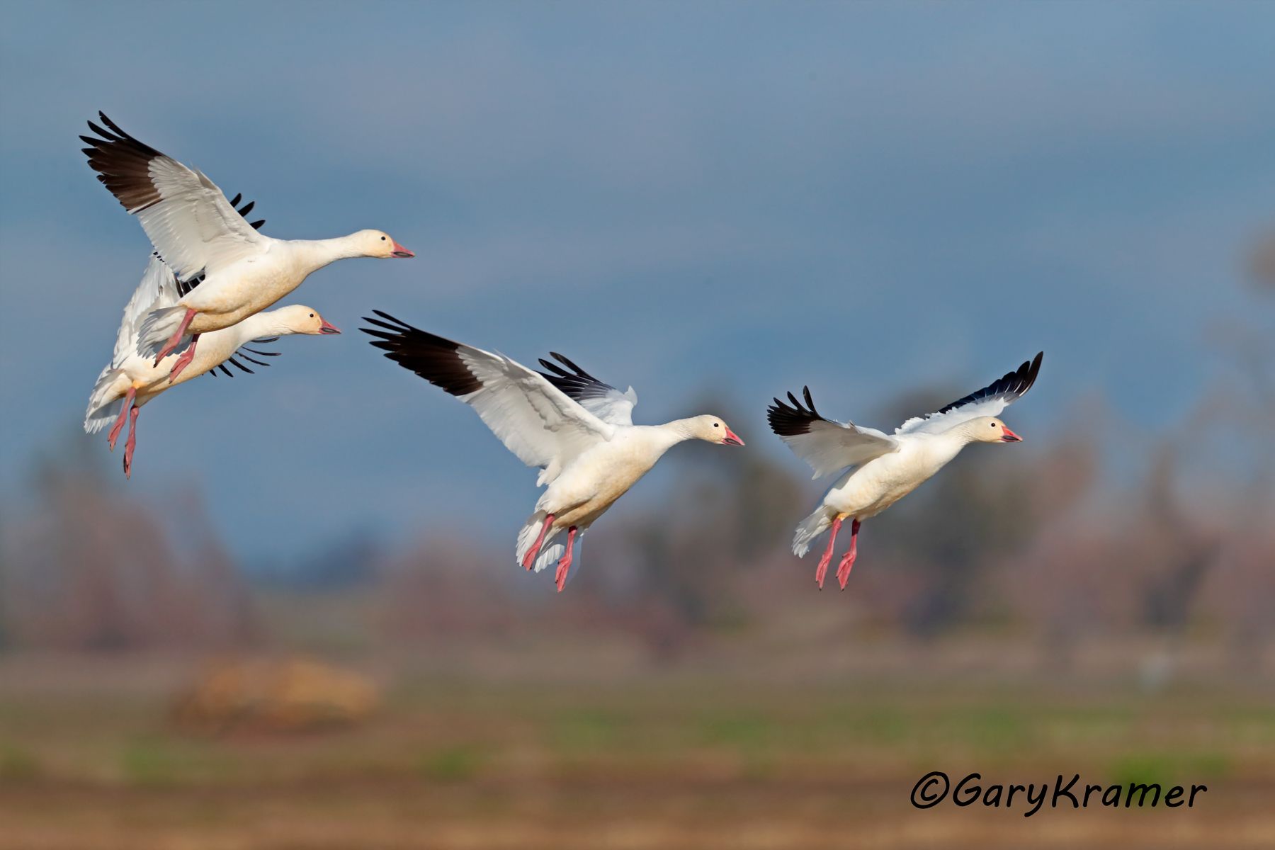 Lesser Snow Goose (Anser caerulescens) - NBWSg#2614d(2)