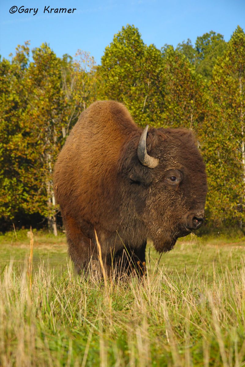 Plains Bison (Bison bison bison) - NMB#312d