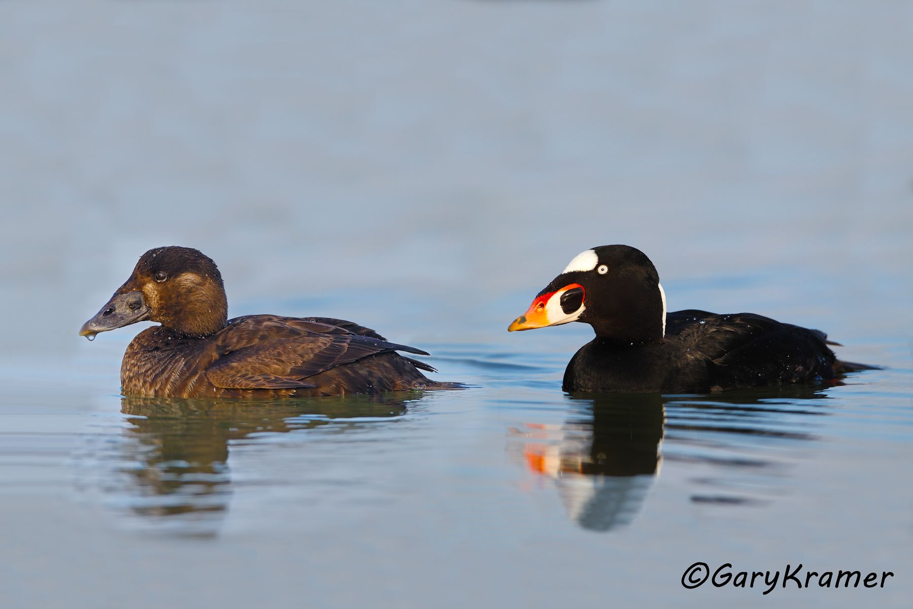 Surf Scoter (Melanitta perspicillata) - NBWSs#265d(3)