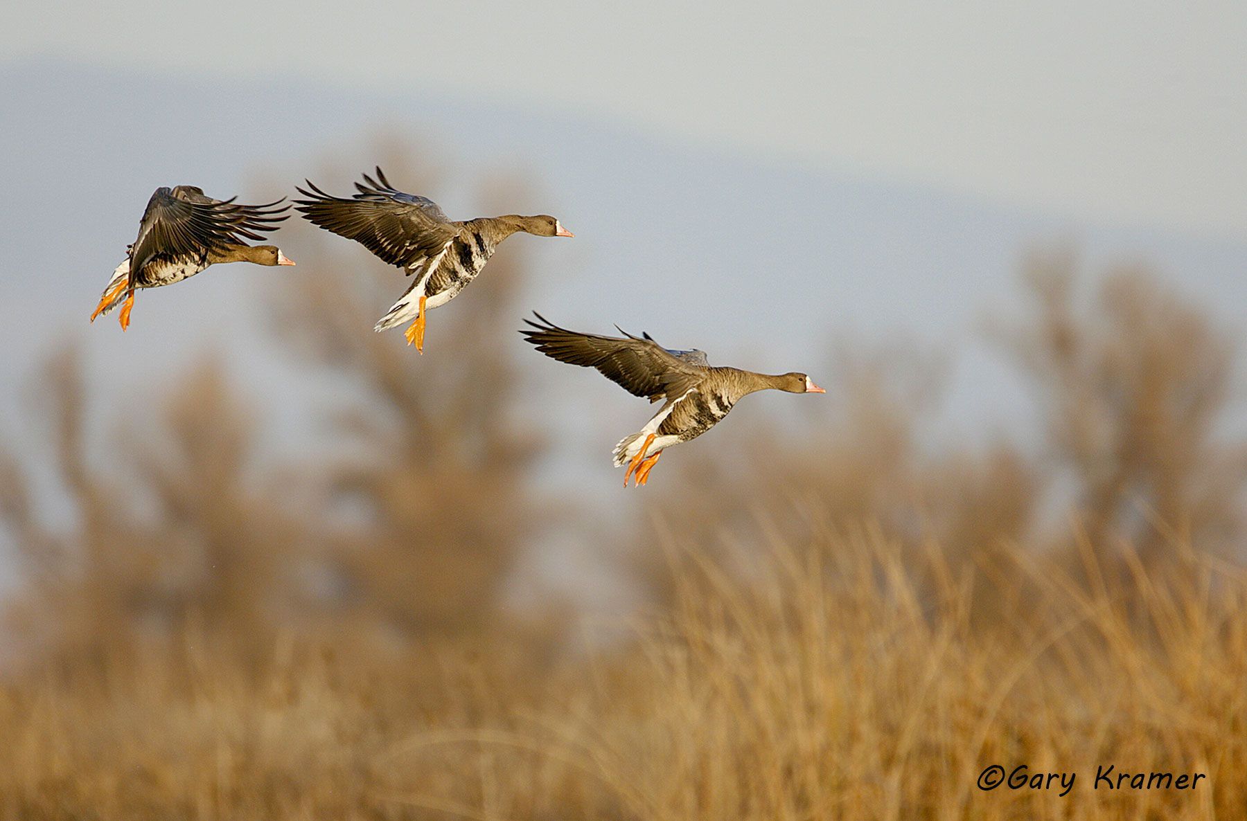 White-fronted Goose (Anser albifrons) - NBWWf#450d