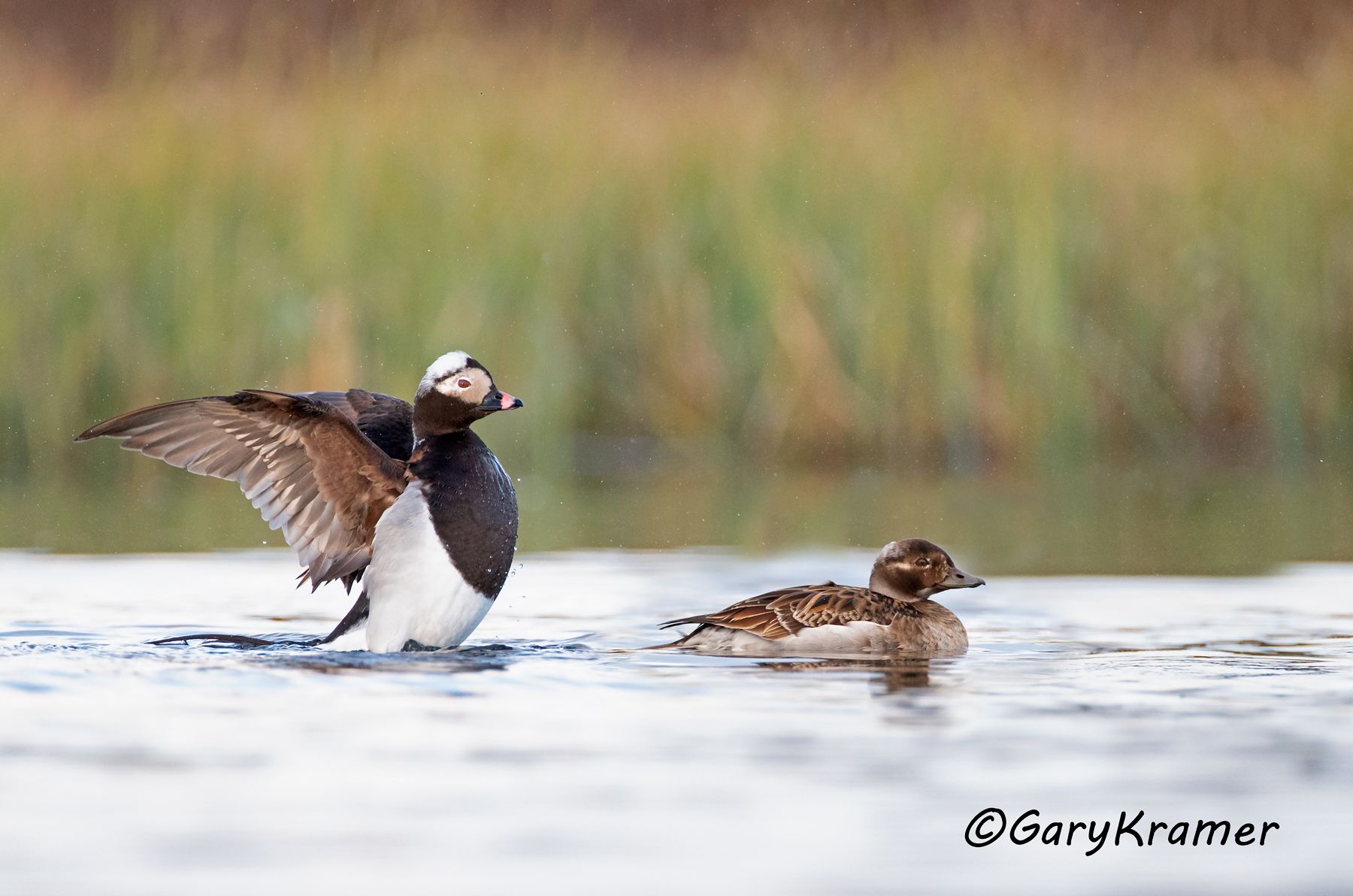 Long-tailed Duck (summer) (Clangula hyemalis) Long-tailed Duck (summer) (Clangula hyemalis) - NBWOs#308d(3)