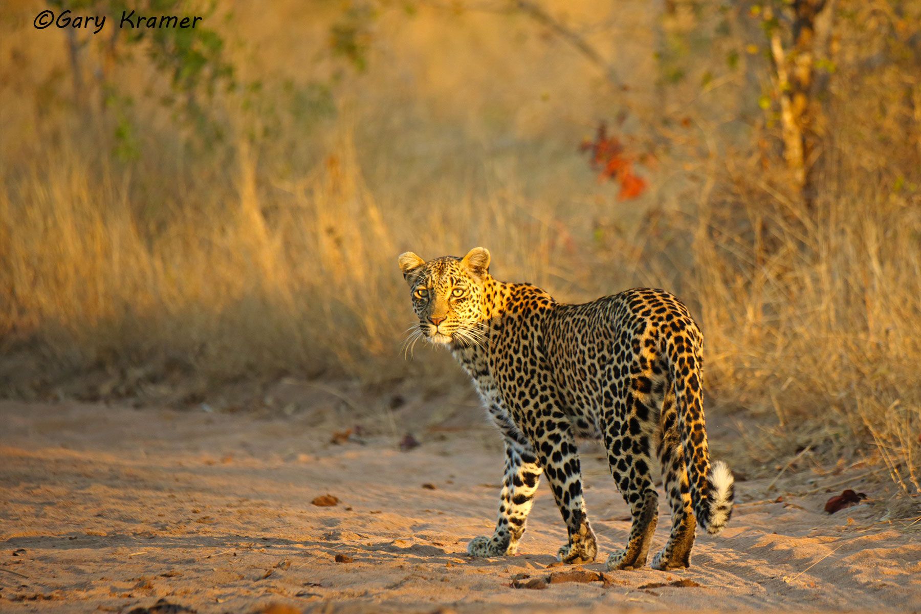 Leopard (Panthera pardus) Leopard (Panthera pardus) - AMPL#680d