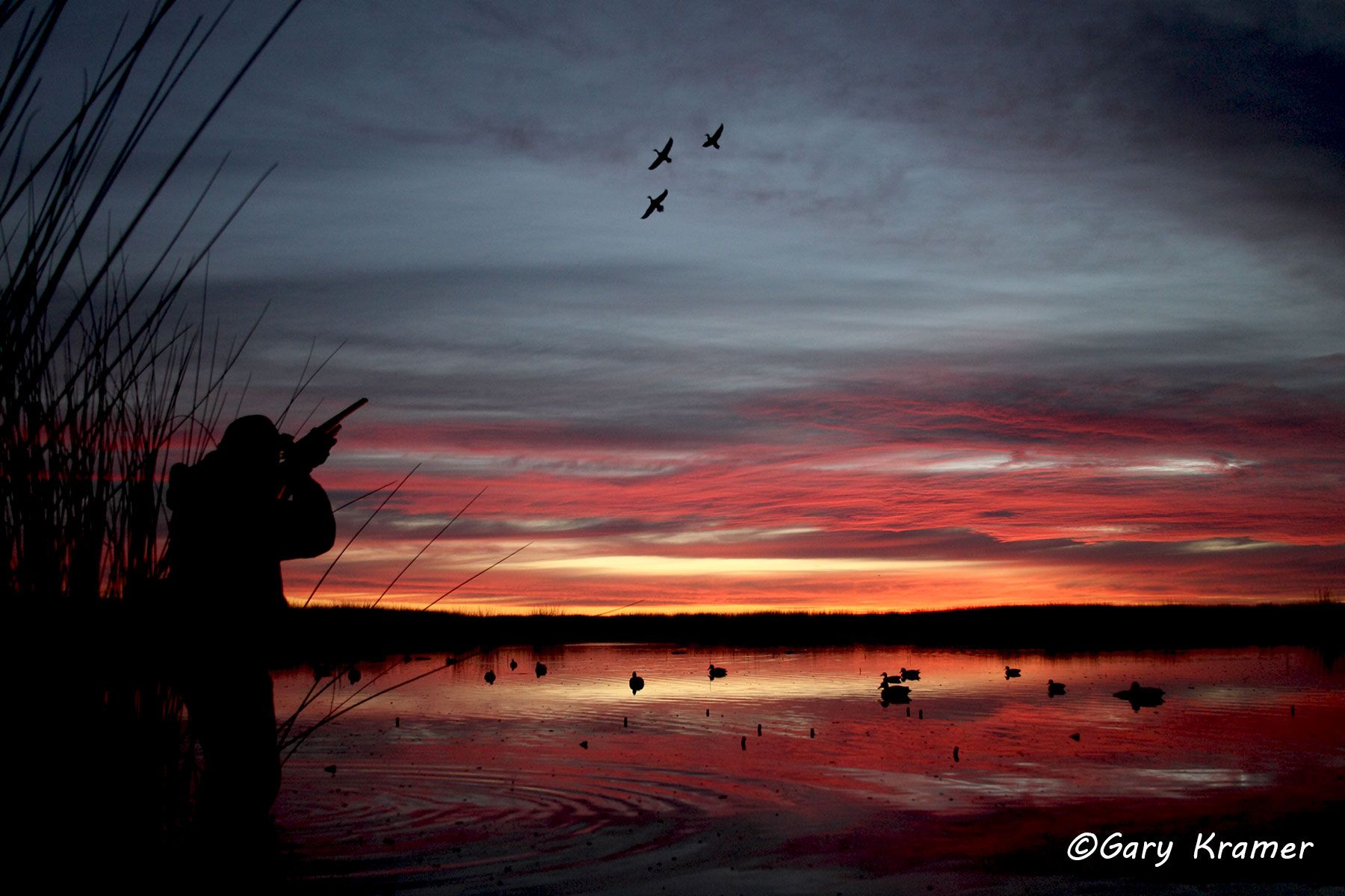 Hunter at sunrise/sunset shooting at ducks over decoys - NHDsdd#368d