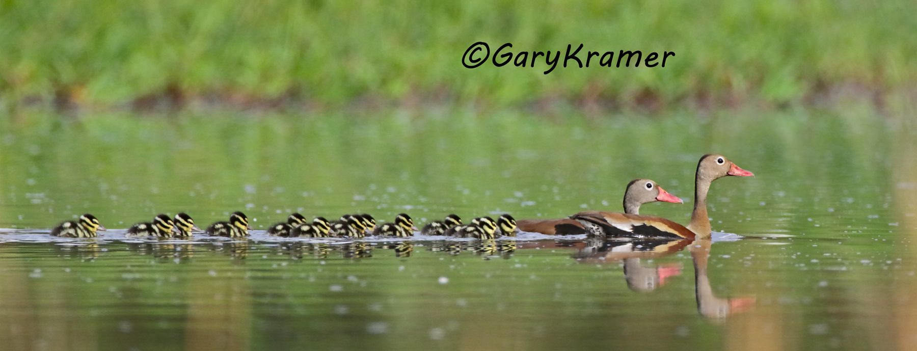 Black-bellied Whistling Duck (Dendrocygna autumnalis) - NBWBbw#725d(P)