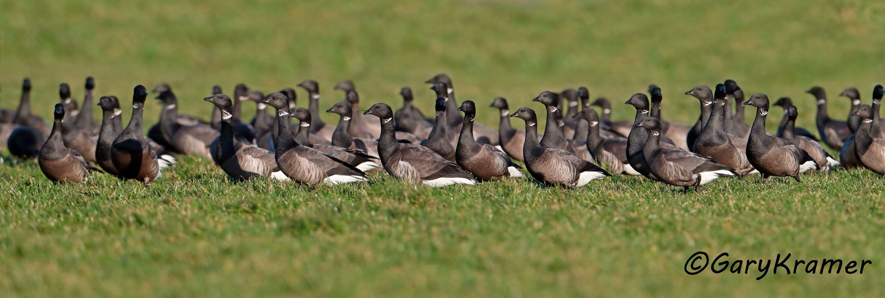 Brant (Dark-bellied) (Branta bernicla bernicla)  Brant (Dark-bellied) (Branta bernicla bernicla) - EBWBd#260d