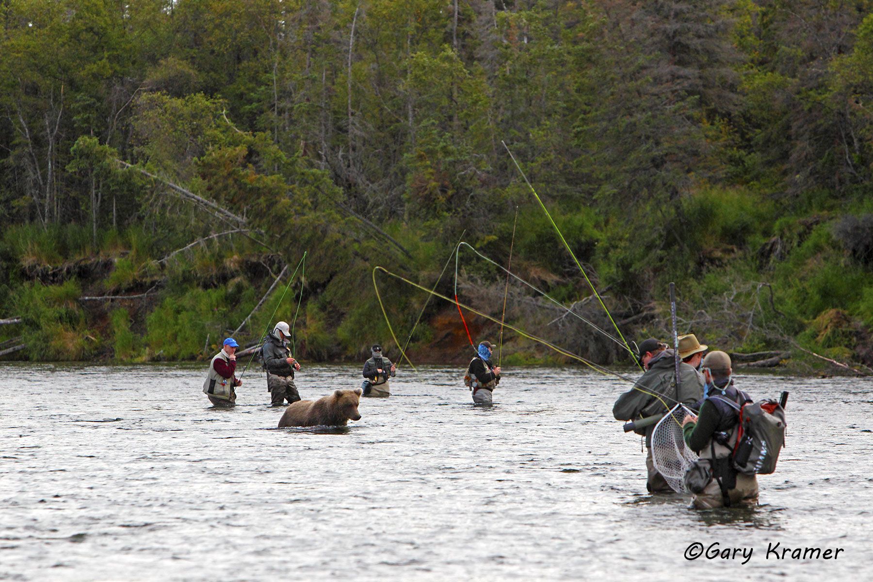 Flyfisherman sharing the river w/Brown Bear - NFAbb#001d.jpg