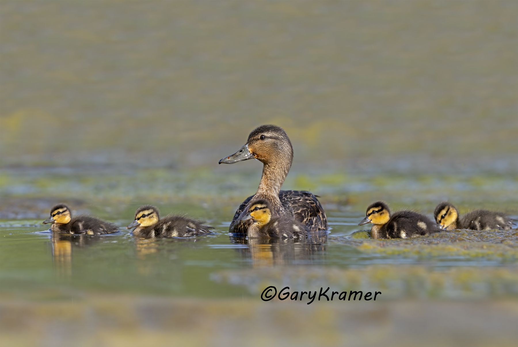 American Black Duck (Anas rubripes) - NBWBd#1659d(2)