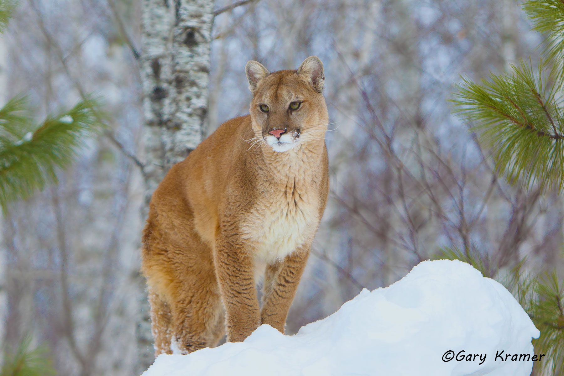 Mountain Lion (Cougar) (Felis concolor) by GaryKramer.net, 530-934-3873, gkramer@cwo.com Mountain Lion (Cougar) (Felis concolor) - NMCM#403d