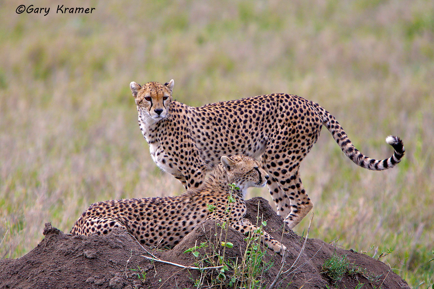 Cheetah (Acinonyx jubatus) Cheetah (Acinonyx jubatus) - AMPC#117d