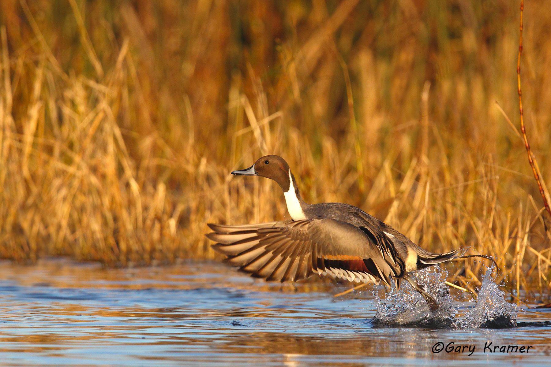 Northern Pintail (Anas acuta)  - NBWP#4530d