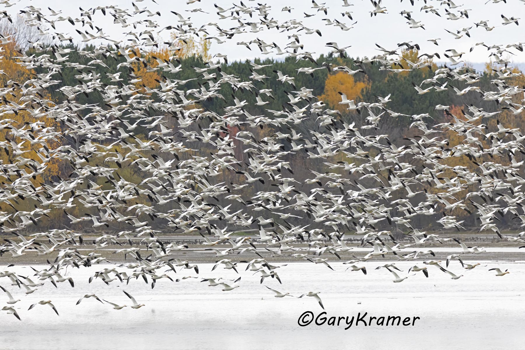 Greater Snow Goose (Chen caerulescens atlantica) - NBWSa#680d