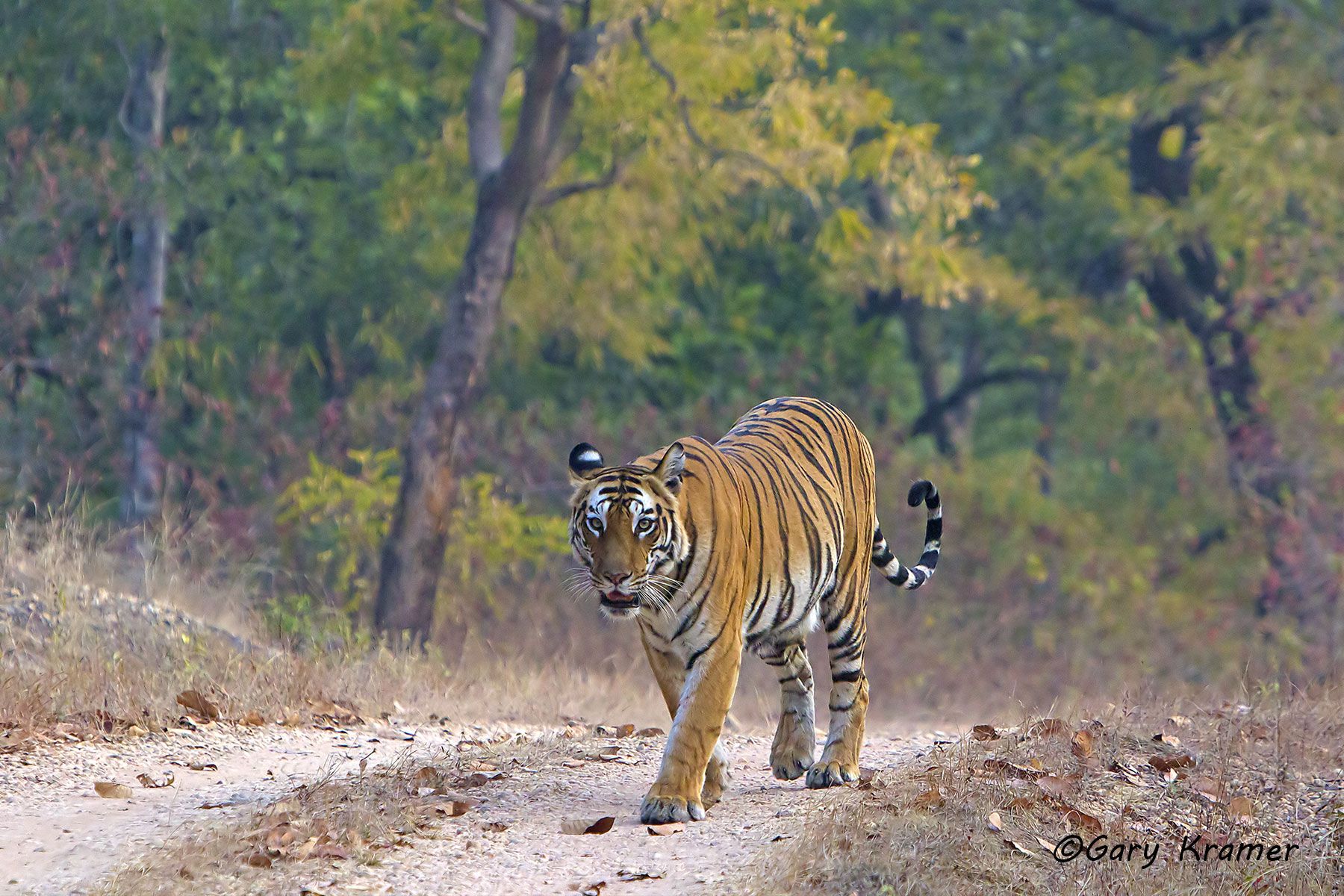 Tiger (Bengal) (Panthera tigrus tigrus) - AMTb#012d