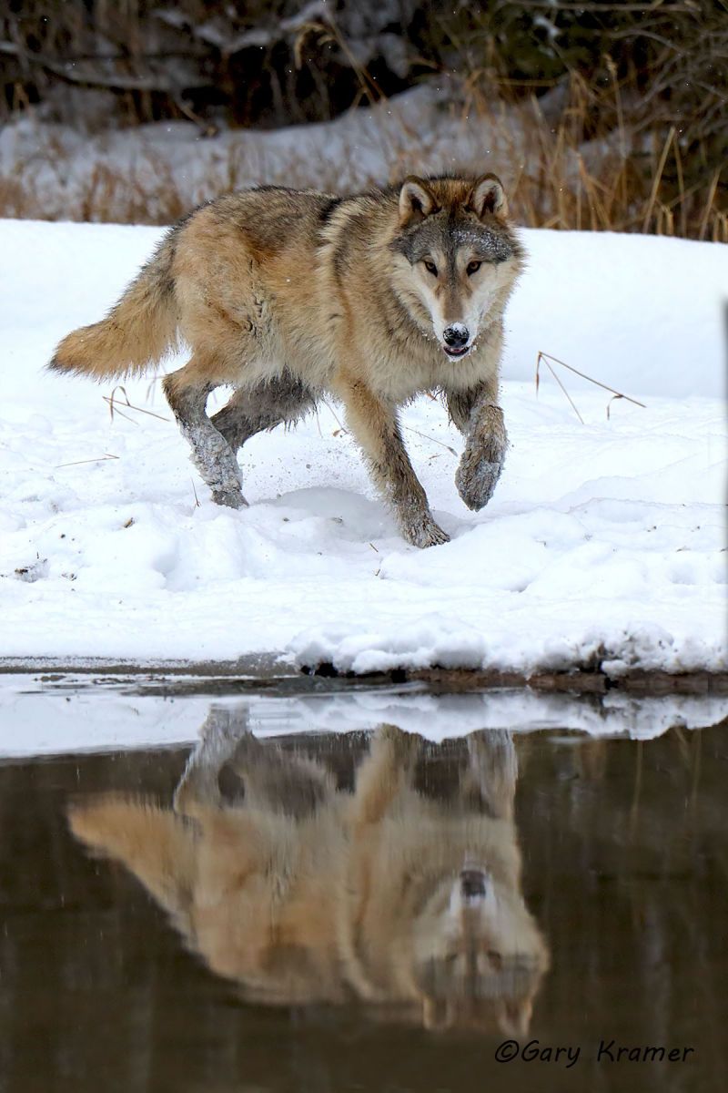 Gray Wolf (Canis lupus) - NMWg#2024d(2)
