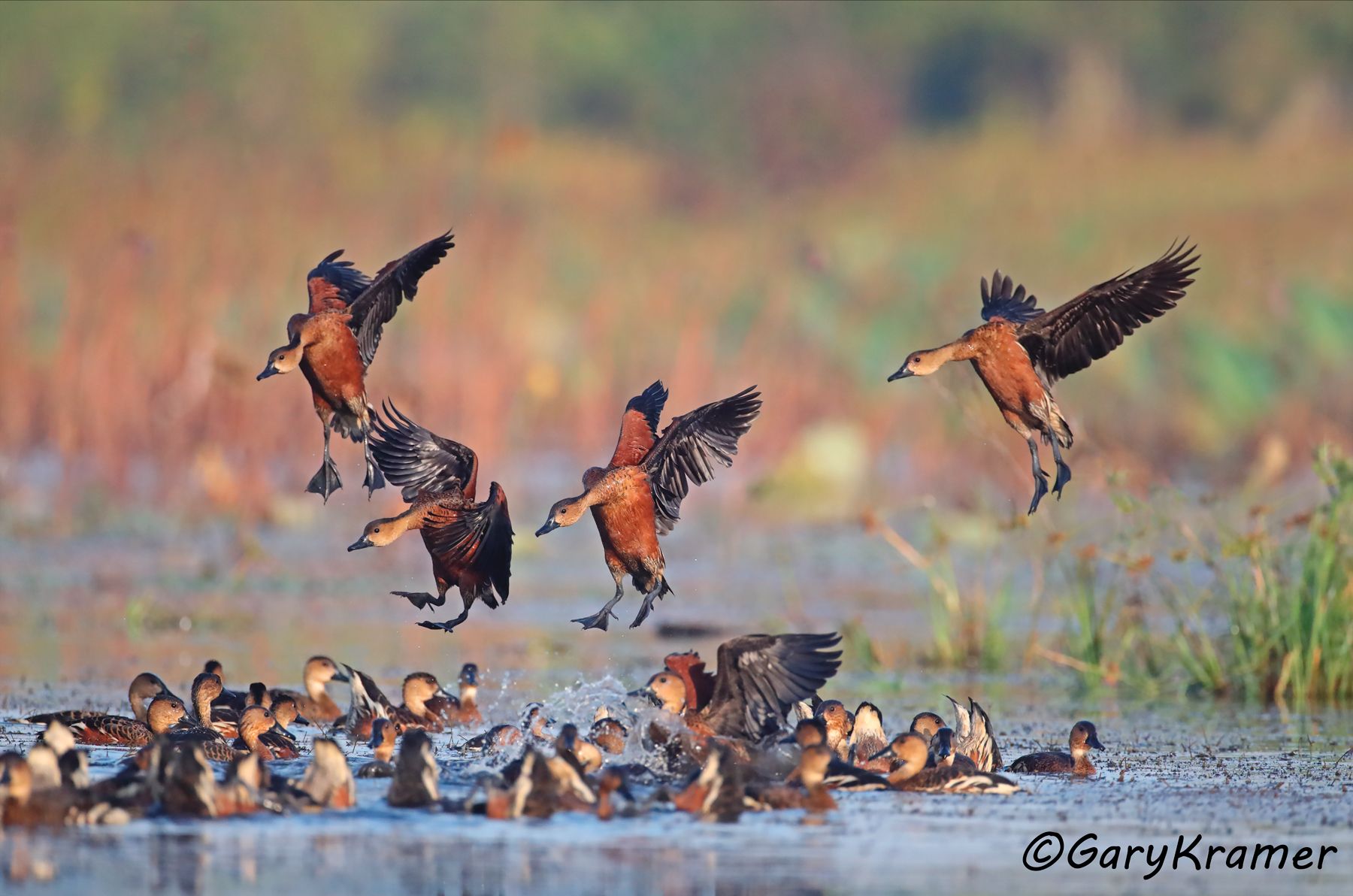 Wandering Whistling Duck (Dendrocygna arcuata)  Wandering Whistling Duck (Dendrocygna arcuata) - OBWW#143d