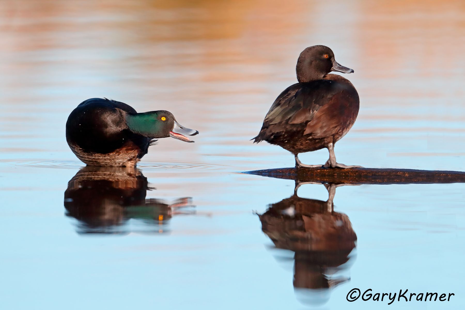New Zealand Scaup (Aythya novaeseelandiae) New Zealand Scaup (Aythya novaeseelandiae) - OBWSn#191d