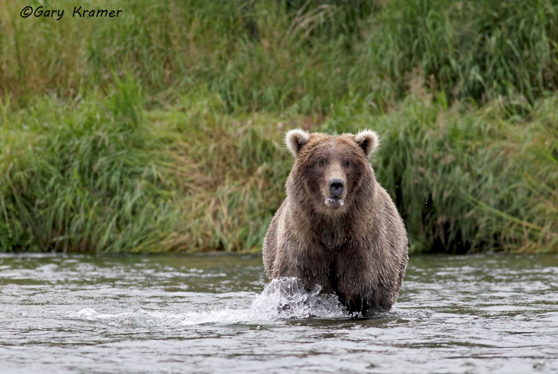 Alaskan Brown Bear (Urusus middlendorffi) Lake Clark N. P. Alaska by GaryKramer.net, 530-934-3873, gkramer@cwo.com Alaskan Brown Bear (Urusus middlendorffi) - NMBA#180d