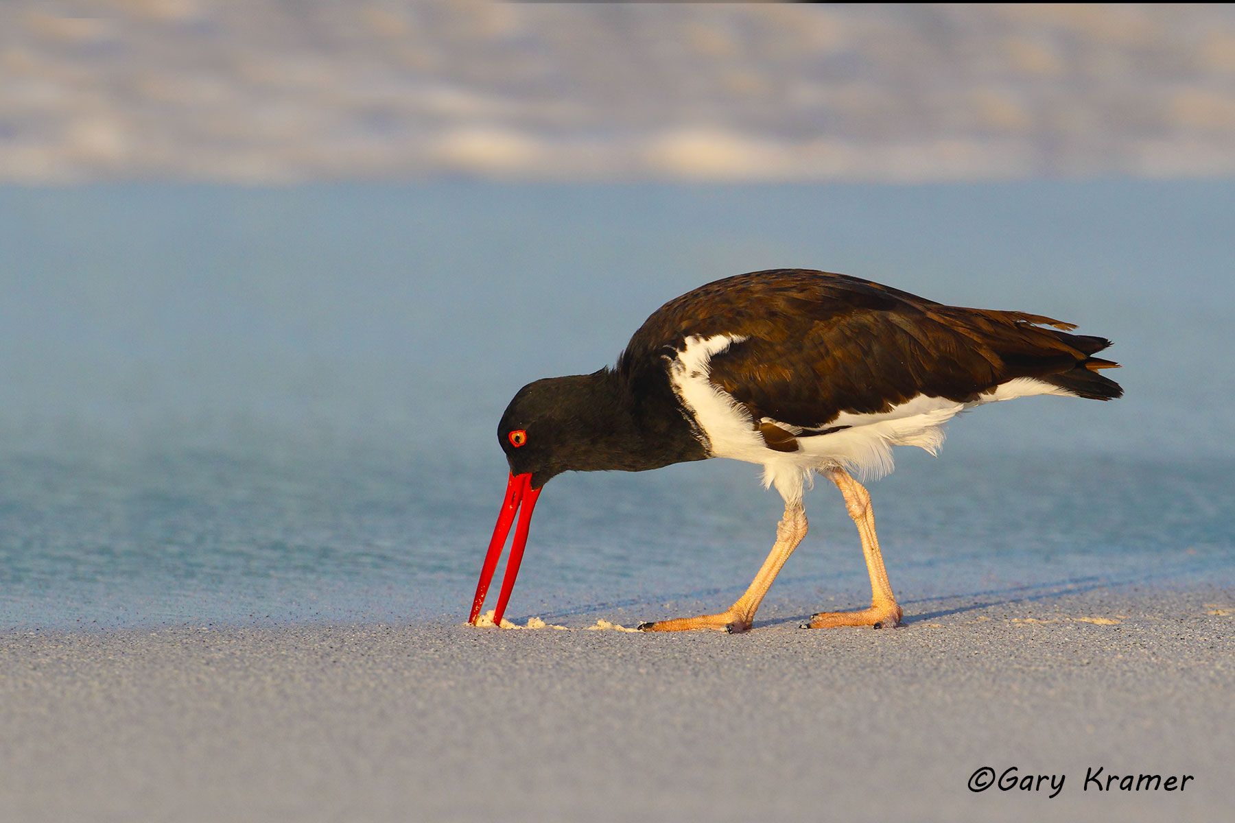 American Oystercatcher (Haematopus palliatus) - NBSOa#086d.jpg