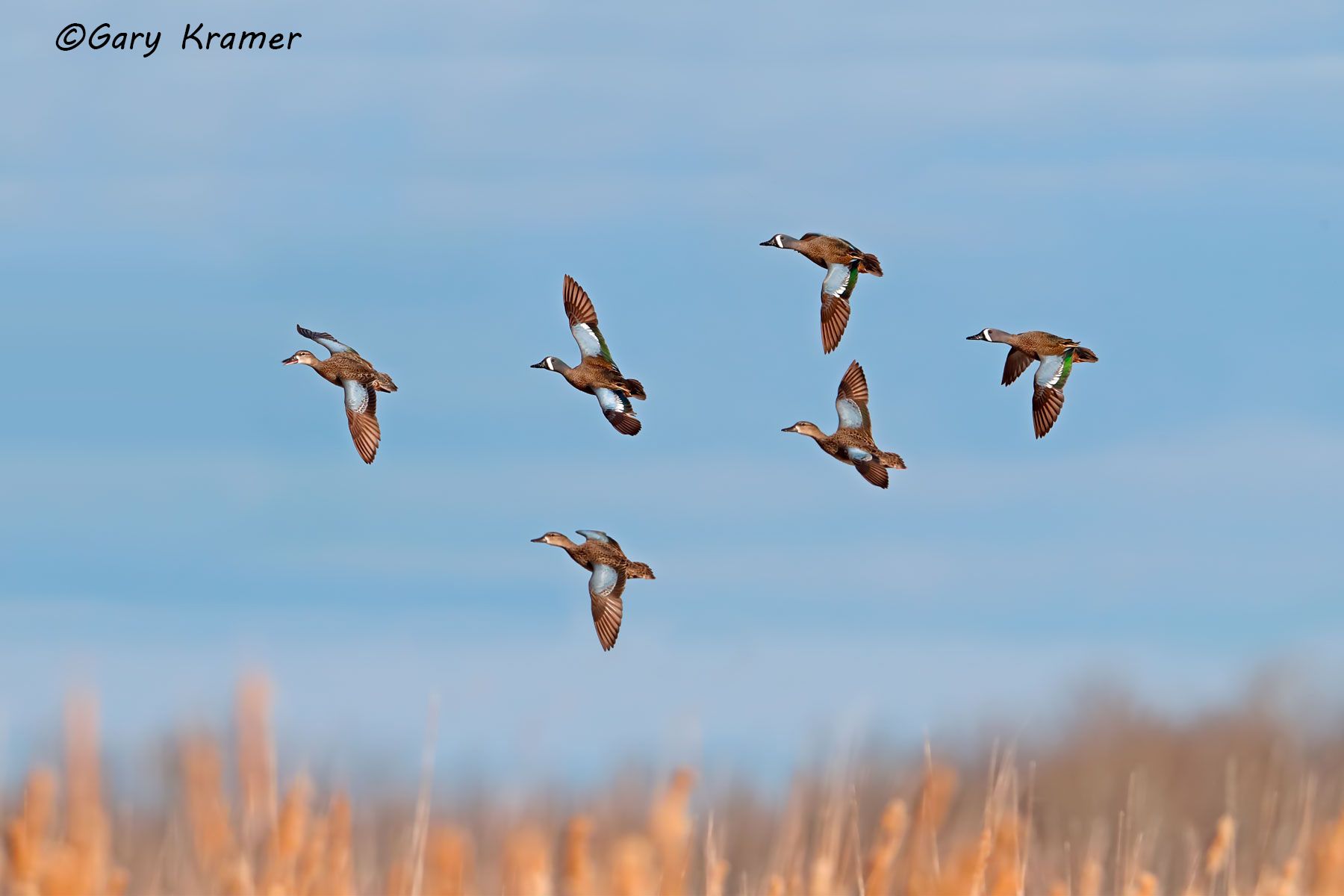 Blue-winged Teal (Spatual discors) Blue-winged Teal (Spatula discors) - NBWTb#1071d(A)