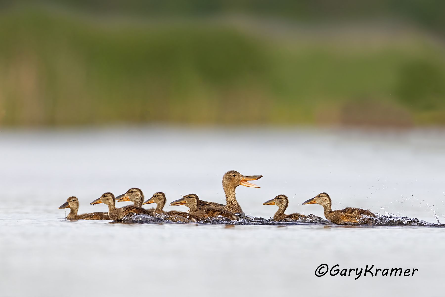 Northern Shoveler (Anas clypeata) - NBWS#2061d
