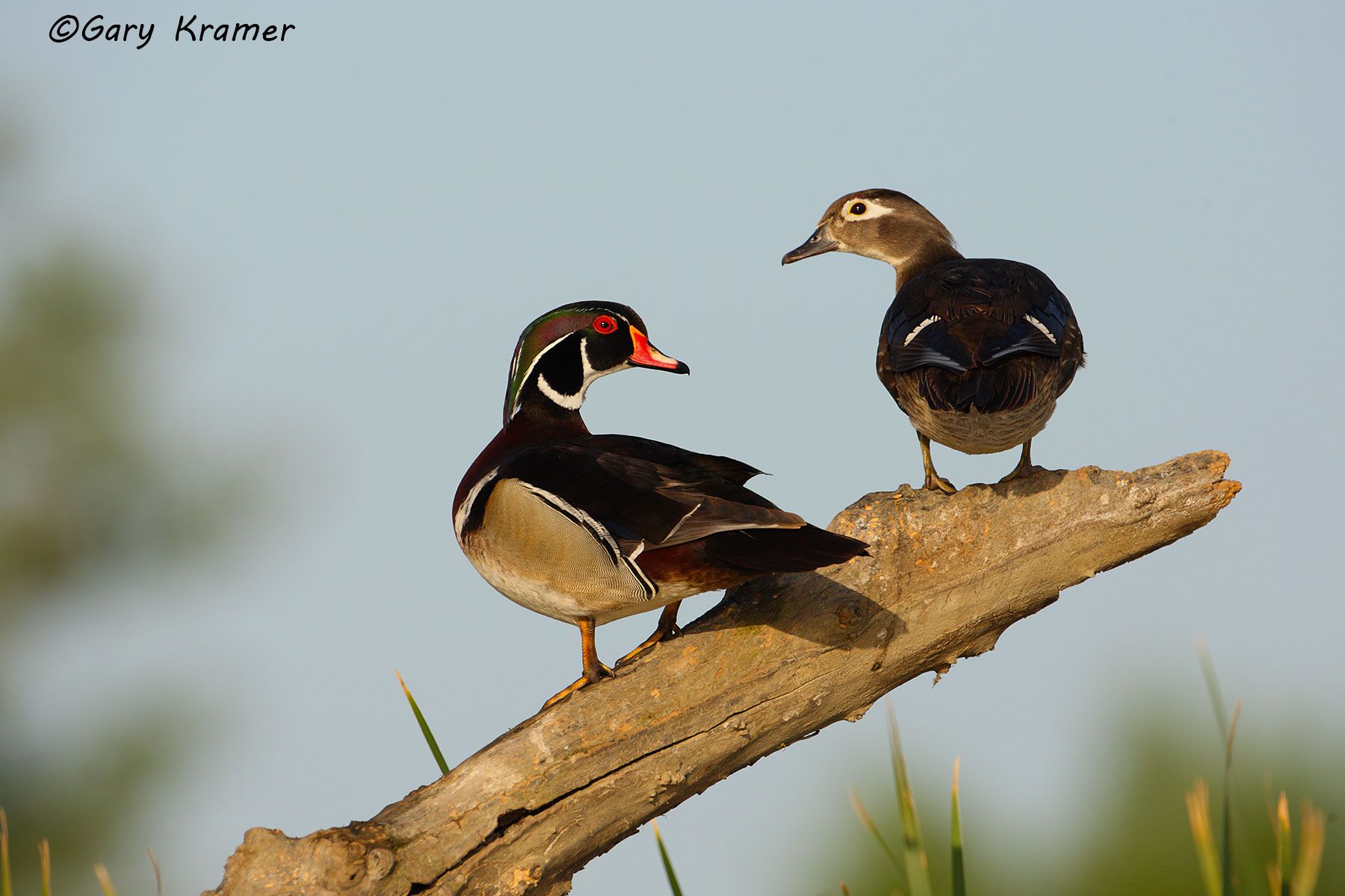 Wood Duck (Aix sponsa) - NBWWd#1011d