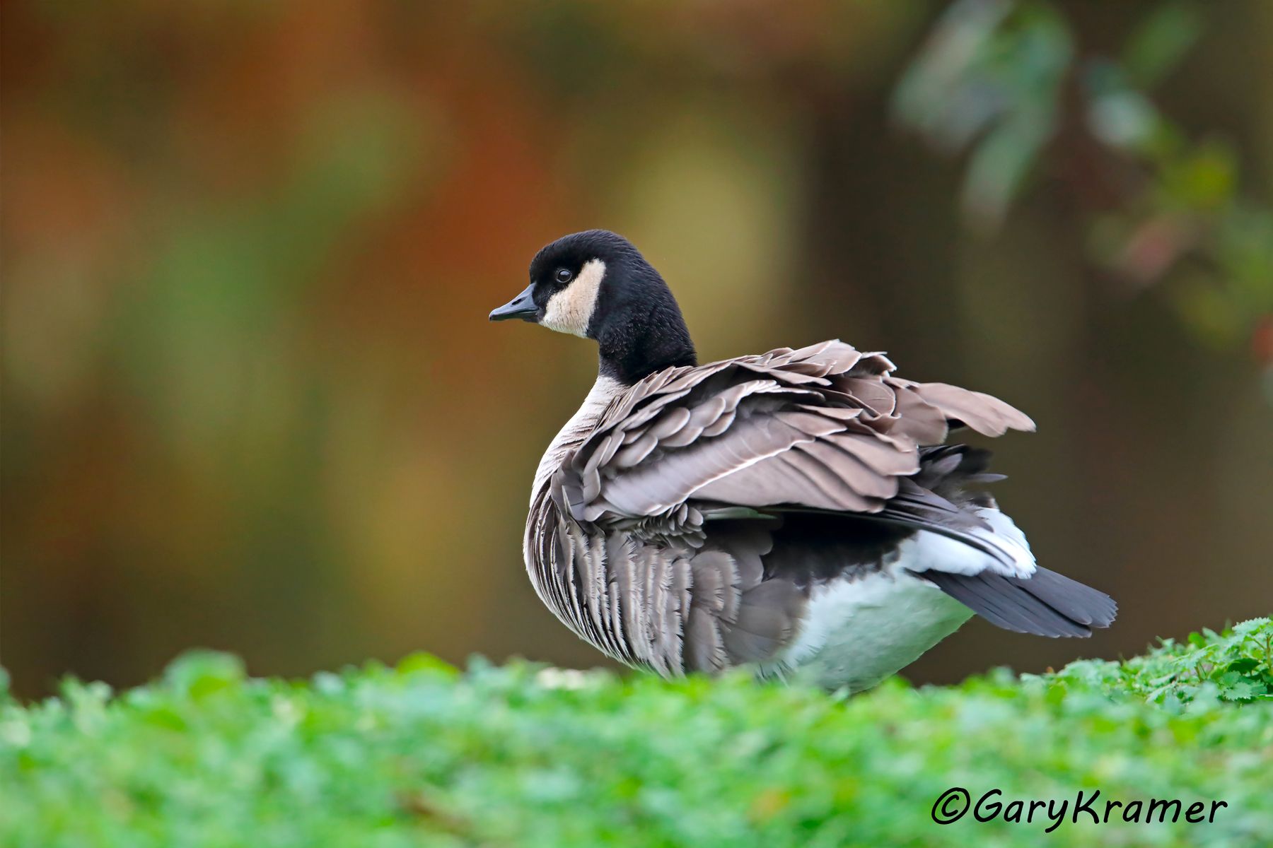Cackling Goose (Richardson's) (Anser hutchinsii hutchinsii) Cackling Goose (Richardson's) (Anser hutchinsii hutchinsii) - NBWCcr#004d