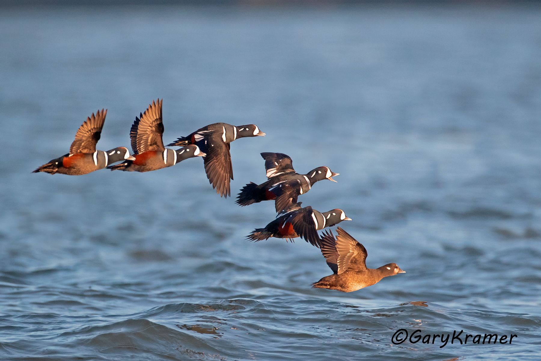 Harlequin Duck (Histrionicus histrionicus) Harlequin Duck (Histrionicus histrionicus) - NBWH#472d(2)