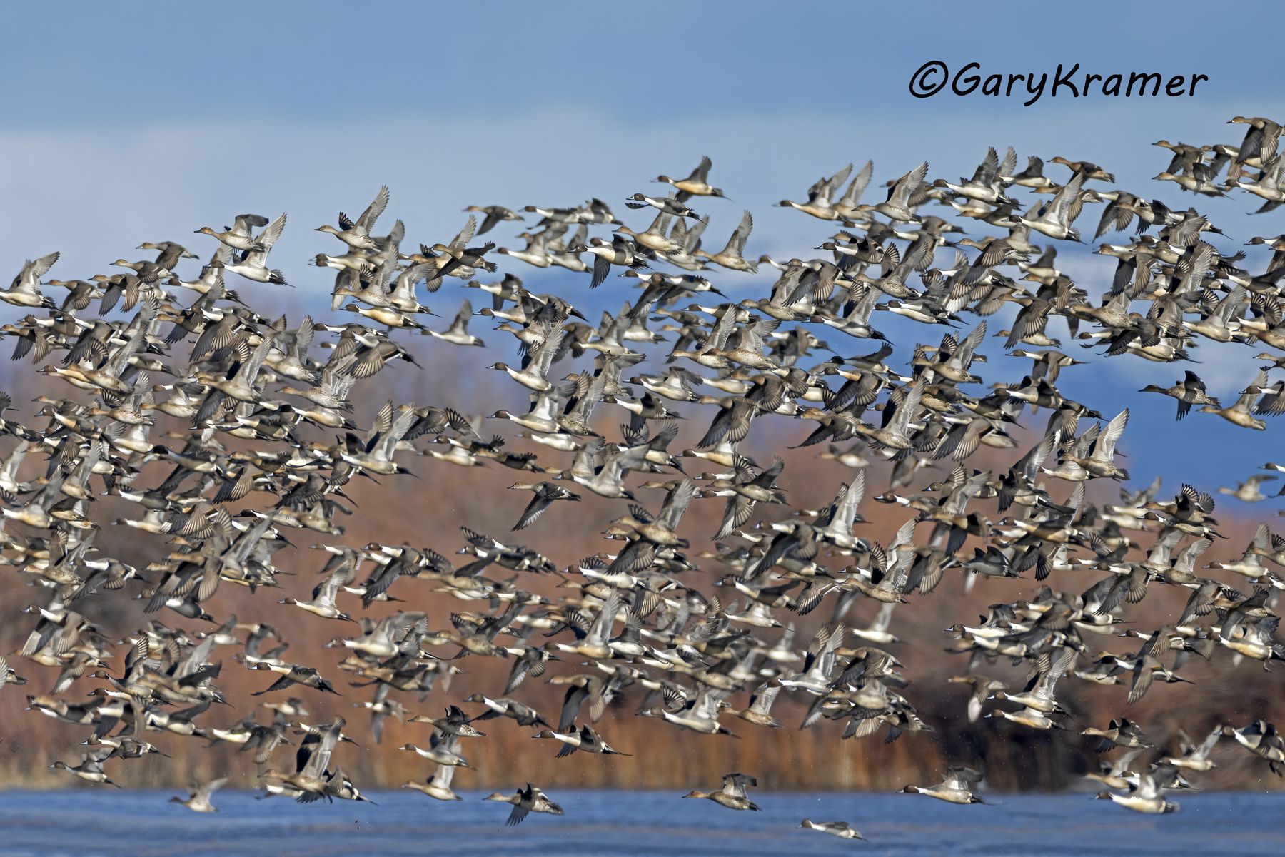 Northern Pintail (Anas acuta) - NBWP(c)#747d