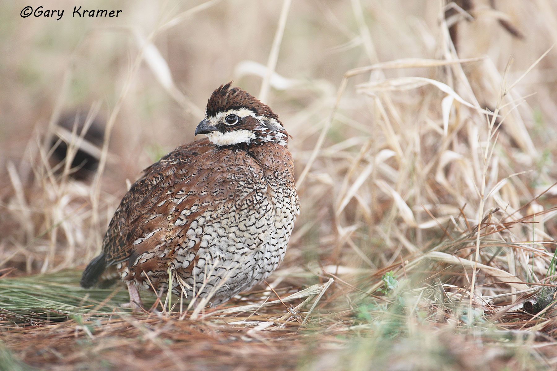 Northern Bobwhite (Colinus virginianus) - NBGQb#201