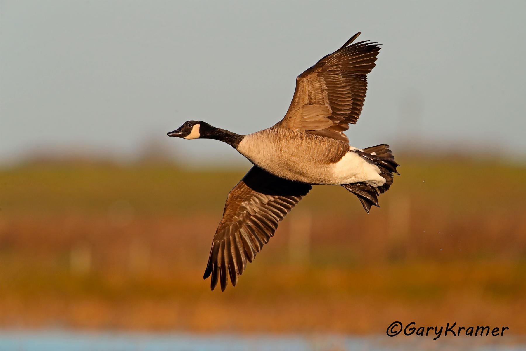 Canada Goose (Branta canadensis maxima) Canada Goose (Giant) (Branta canadensis maxima) - NBWCg#1359d