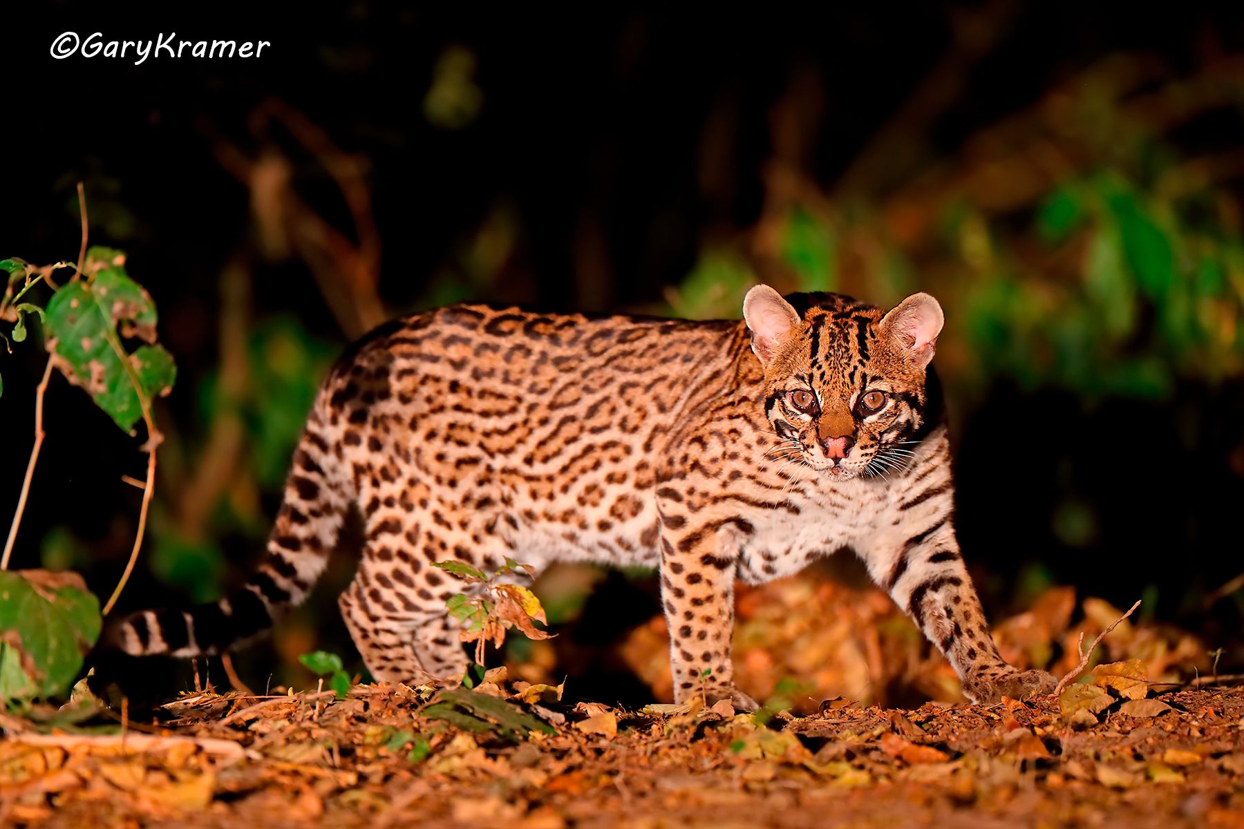Ocelot (Leopardus pardalis) Ocelot (Leopardus pardalis) - SMLo#025d