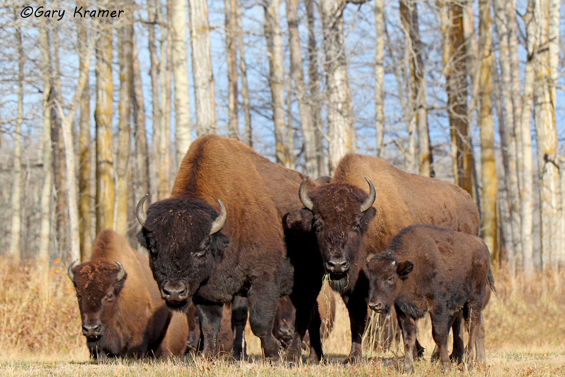 Wood Bison (Bison bison athabascae) - NMBw#025d