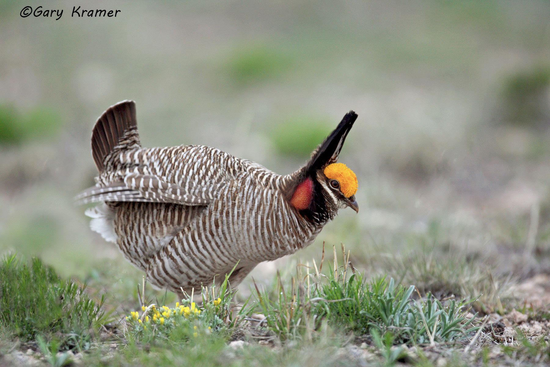Lesser Prairie Chicken (Tympanchus pallidicinctus) - NBGCl#1132d