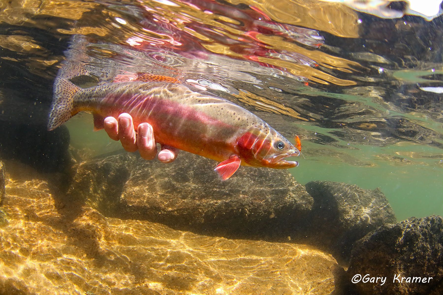 Golden Trout w/fly- NFTGf#068d.jpg