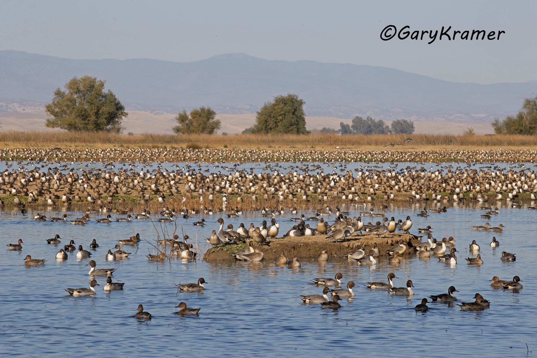 Northern Pintail (Anas acuta) - NBWP#9702d