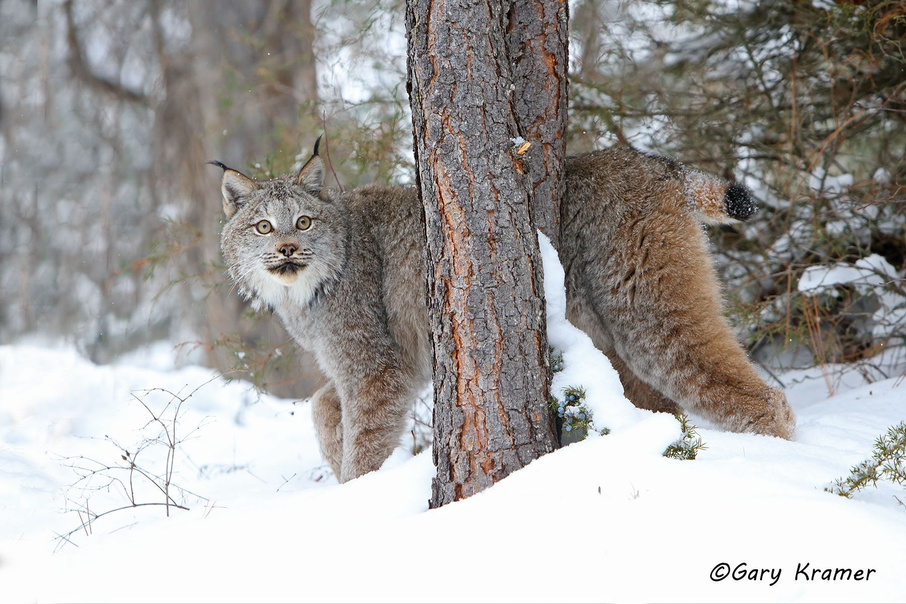 Lynx (Lynx canadensis) by GaryKramer.net, 530-934-3873, gkramer@cwo.com Lynx (Lynx canadensis) - NMCL#480d