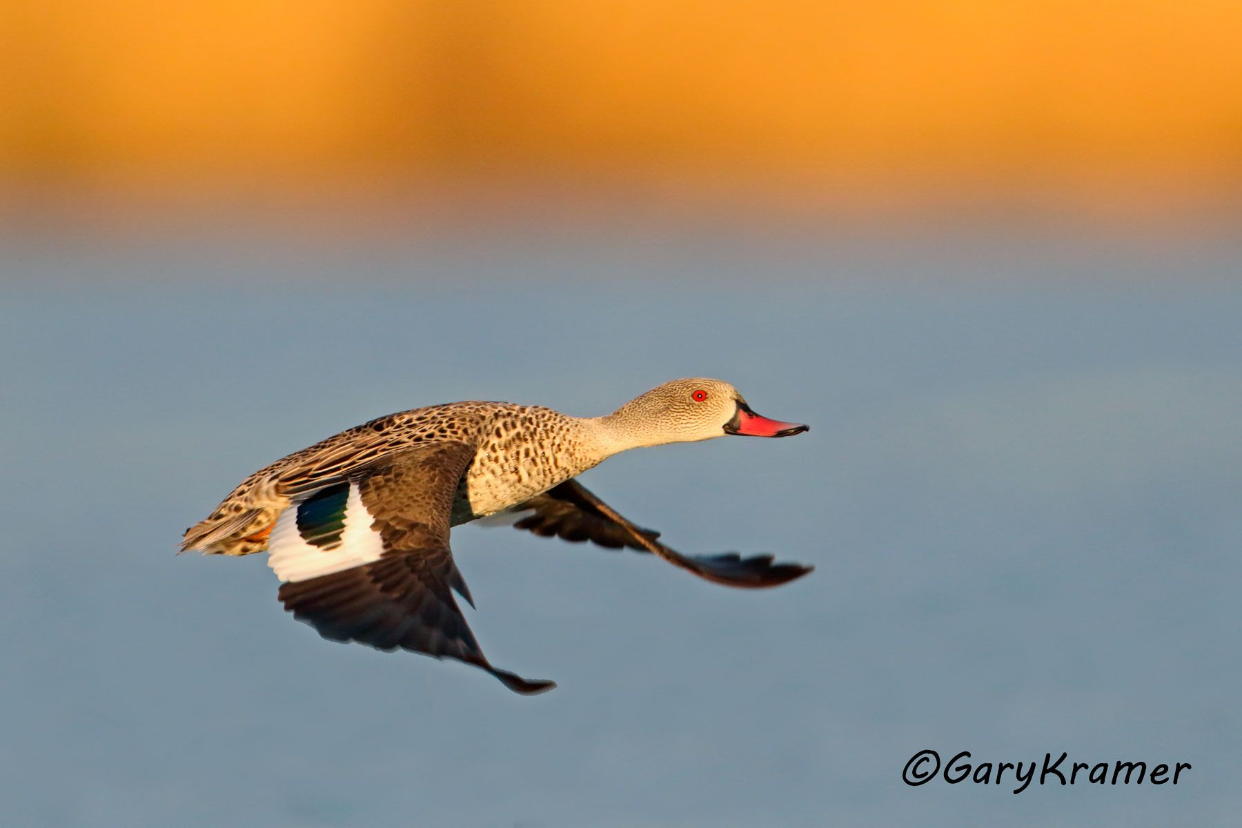 Cape Teal (Anas capensis)  Cape Teal (Anas capensis) - ABWCt#112d (South Africa)