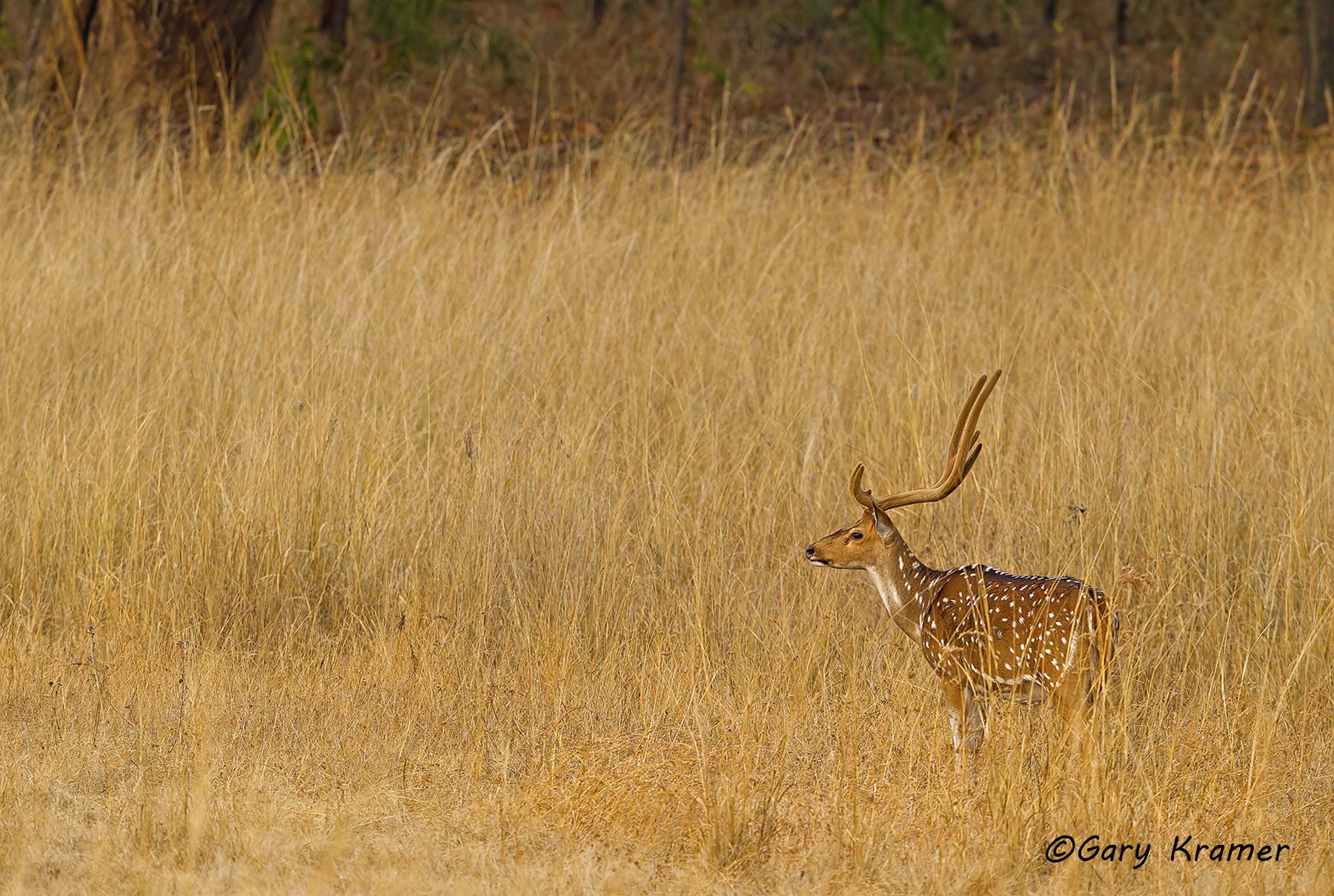 Axis Deer (Chital) (Axis axis) Axis Deer (Chital) (Axis axis) - EMDa#080d